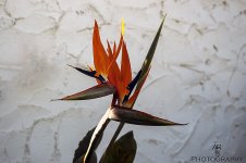 Bird of Paradise.jpg