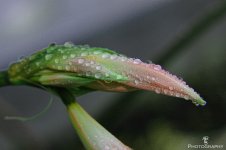 Blossom with dew.jpg