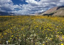 Desert Flowers.jpg