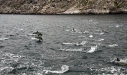 Dolphins.jpg