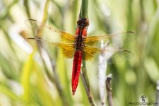 dragonfly.jpg