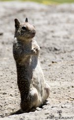 Ground squirrel.jpg