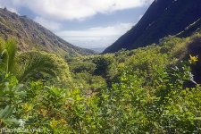 Hawaii Landscape.jpg