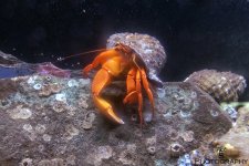Hermet Crab.jpg