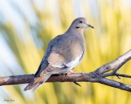 WhiteWingedDove-500.jpg