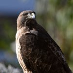 Hawk8.jpg