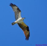 DSC_9812_001.JPG
