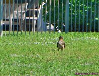 DSC_9792_001.JPG