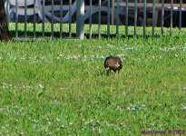 DSC_9794_001.JPG