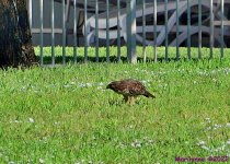 DSC_9797_001.JPG