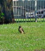 DSC_9798_001.JPG