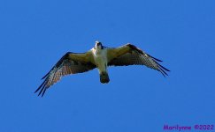 DSC_9802_001.JPG