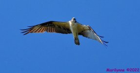 DSC_9805_001.JPG