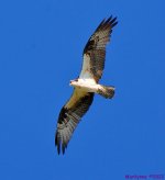 DSC_9820_001.JPG