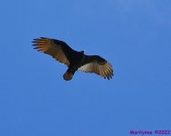DSC_9818_001.JPG