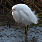 Egret.jpg