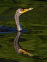 Cormorant.jpg