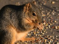 Squirrel3.jpg