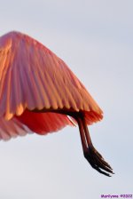DSC_8893_001.JPG