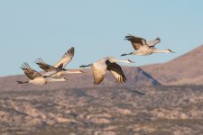 SandhillFour-500.jpg