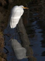 Egret6.jpg