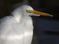 Egret11.jpg