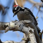 Woodpecker4.jpg