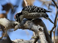 Woodpecker6.jpg