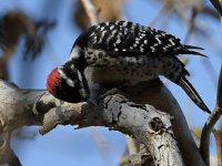Woodpecker7.jpg