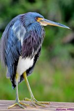 DSC_8930_001.JPG