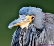 DSC_8923_001.JPG