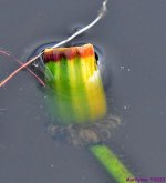 DSC_8960_001.JPG