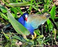 DSC_8990_001.JPG