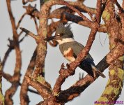 DSC_9037_001.JPG