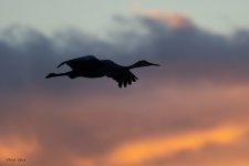 SandhillSilhouette-502.jpg