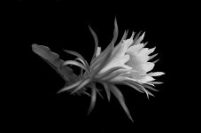 Dragonfruit Flower.jpg