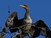 Cormorant.jpg
