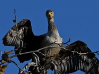Cormorant2.jpg