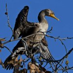 Cormorant8.jpg