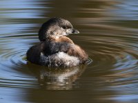 Grebe5.jpg