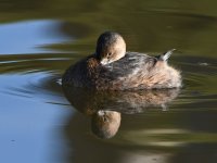 Grebe6.jpg