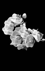 Orchids B&W.JPG