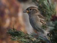 Sparrow11.jpg