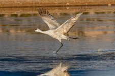 SandhillTakeOff-505.jpg