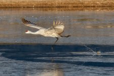 SandhillTakeOff-507.jpg