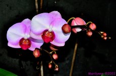DSC_9860_001.JPG