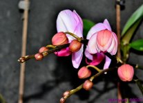 DSC_9863_001.JPG
