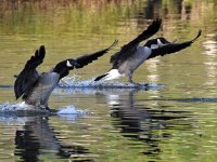 Goose.jpg