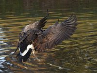 Goose2.jpg