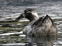 Goose4.jpg